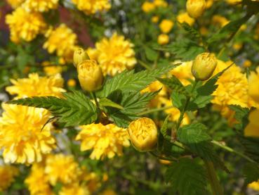 Beginnende Blüte des Gefülltblühenden Ranunkelstrauchs