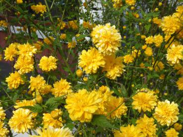 Kerria japonica Pleniflora benötigt einen sonnigen Standort.