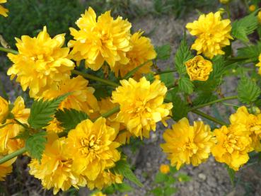 Kerria japonica Pleniflora - gelbblühender Strauch