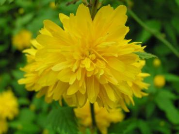 Gefülltblühender Ranunkelstrauch mit gelber Blüte