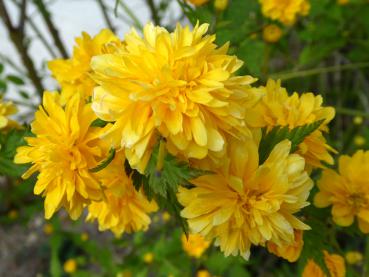 Gelbblühende Kerria japonica Pleniflora