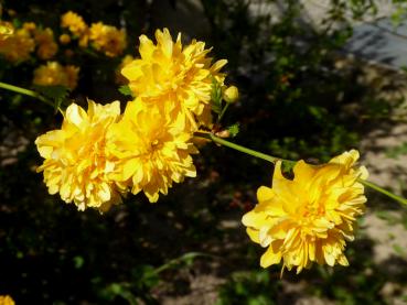 Leuchtend gelbe Blüten im April - Kerria japonica Pleniflora