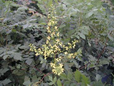 Blasenbaum, Lampionbaum - gelbe Blüten