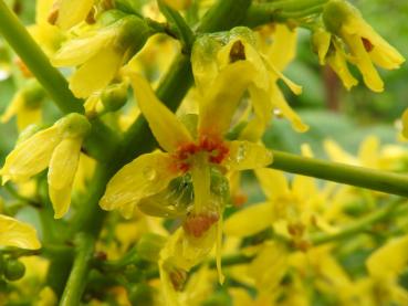 Die gelben Blüten des Lampionbaums sind auch für Insekten interessant.