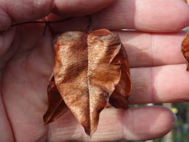 Frucht des Lampionbaums