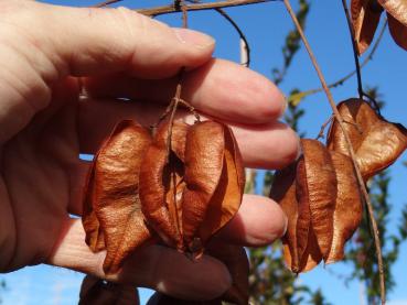 Lampionbaum - braune Früchte im Herbst