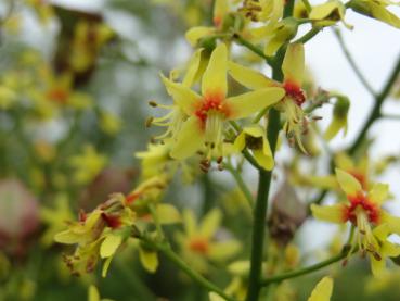 Gelbblühender Baum: Blasenbaum (Koelreuteria paniculata)