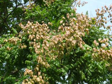 Der Fruchtschmuck des Blasen- oder Lampionbaumes (Koelreuteria paniculata)