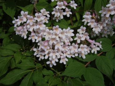 Paradisbuske - Kolkwitzia amabilis