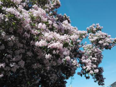 Der Perlmuttstrauch: ein rosa Blütenmeer