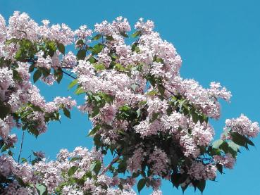 Die rosa Blüten der Kolkwitzie sind auch bei Hummeln und Bienen beliebt.