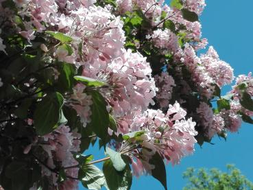 Dichte rosa Blütenbüschel der Kolwitzie