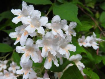 Der Perlmuttstrauch (Kolkwitzia amabilis) blüht im frühen Sommer rosa.