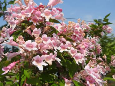 Üppige Blüte der Kolkwitzia amabilis