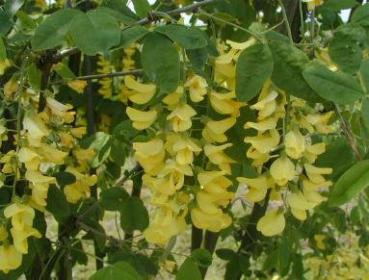 Laburnum alpinum - Alpen-Goldregen