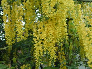 Laburnum watereri Vossi