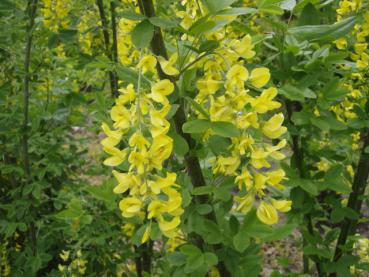 Laburnum vulgare - Einheimischer Goldregen