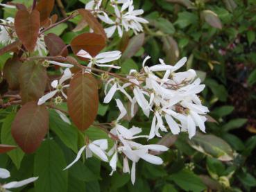 Amelanchier laevis - Kopparhäggmispel