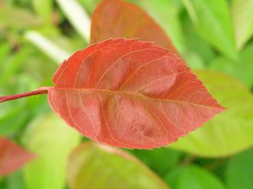 Kahle Felsenbirne - rotes Herbstfärbung