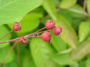 Kahle Felsenbirne - leckere Beeren