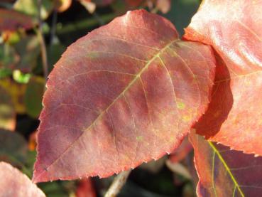 Blatt in roter Herbstfärbung: Amelanchier laevis