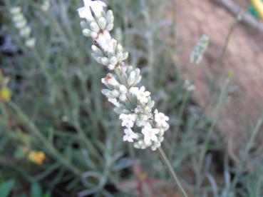 Weißer Lavendel