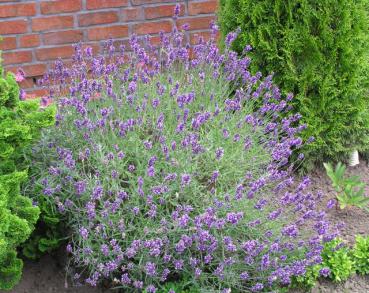 Lavendel Hidcote - Wuchsform