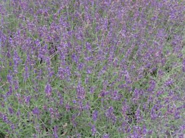 Lavendel Hidcote in Blüte im August