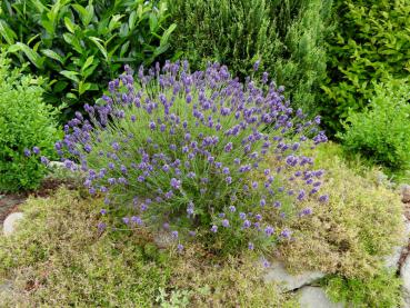 Lavandula angustifolia Hidcote in voller Blüte