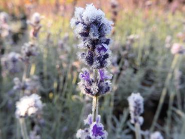 Fruchtstand des Lavandula angustifolia Hidcote im Winter