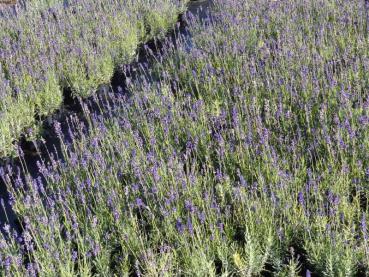 Blaublühender Lavendel Hidcote in der Baumschule