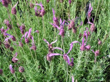 .Lavandula stocheas Papillon - Lavendel Papillon