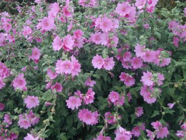 Lavatera Rosea - Malvenblüte Rosea