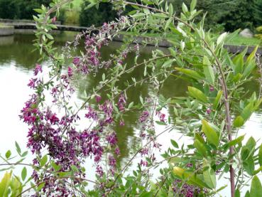 Lespedeza thunbergii in Blüte, Aufnahme aus Anfang Oktober