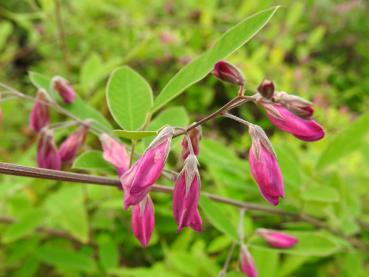 Die purpurroten Blüten der Lespedeza thunbergii