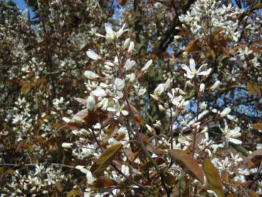 Amelanchier lamarckii - Prakthäggmispel