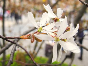 Weißblühende Kupferfelsenbirne, Amelanchier lamarckii