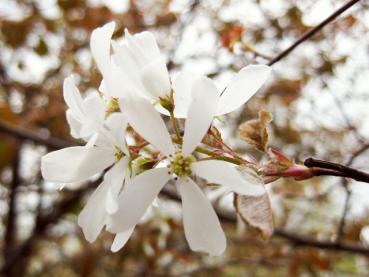 Weiße Blüten im Frühjahr: Kupferfelsenbirne, Amelanchier lamarckii