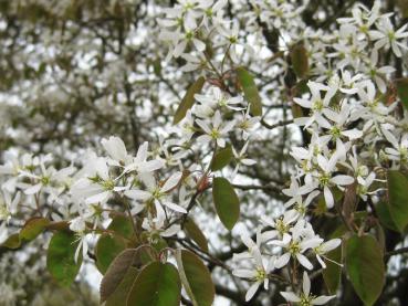 Weiße Blüten der Kupferfelsenbirne
