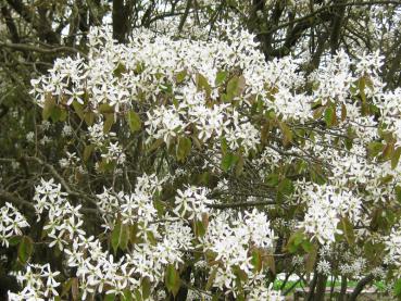 Amelanchier lamarckii - weißes Blütenmeer im Frühjahr