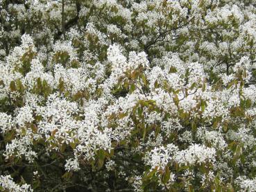 Weißer Frühjahrsblüher - Amelanchier lamarckii