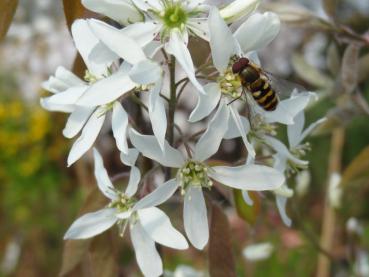 Beliebt bei Insekten: die Kupferfelsenbirne