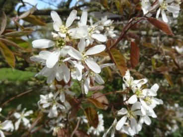 Kupferfelsenbirne: Weiße Blüten und roter Austrieb