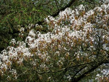 Reiche Blüte im Frühjahr - Kupferfelsenbirne