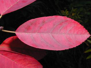 Kupfer-Felsenbirne - leuchtend rote Herbstfärbung