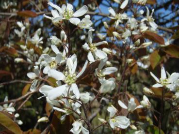 Weißblühende Amelanchier lamarckii