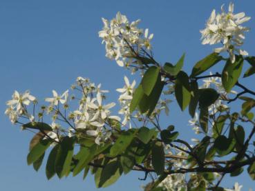 Schöne weiße Blüte der Kupfer-Felsenbirne