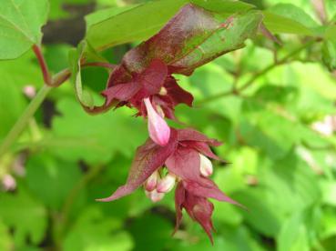 Leycesterie, Karamellstrauch - Leycesteria formosa