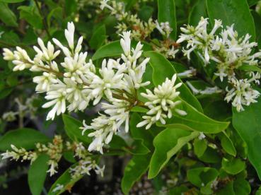 Ligustrum Berry Boom - Liguster Berry Boom