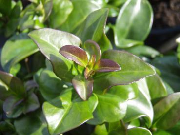 Ligustrum japonicum Rotundifolium - Japanischer Zier-Liguster